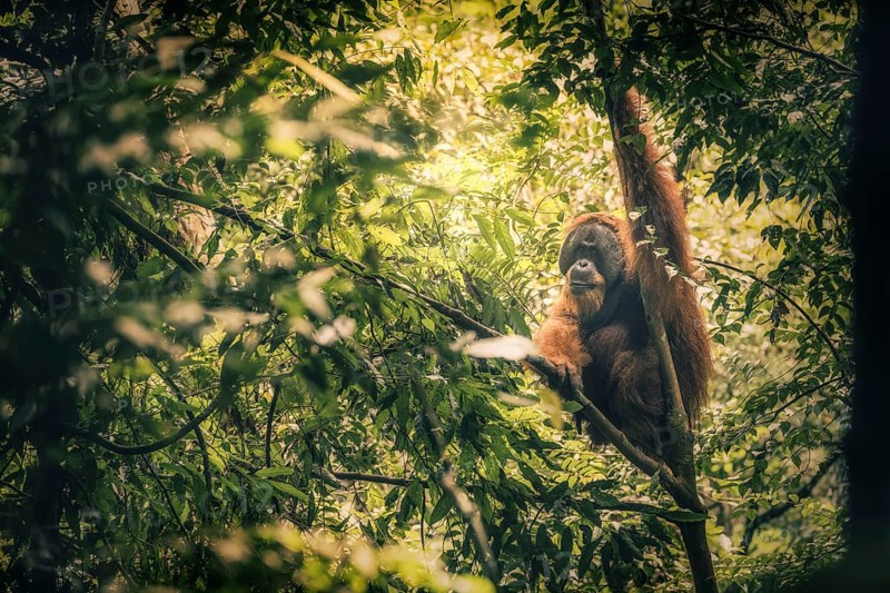 Sumatra-Gunung Leuser National Park, An orangutan sits quietly in the thick branches of the jungle and observes the surrounding area, Sumatra, Malaysia