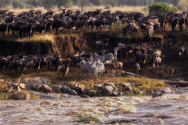 The Great Migration, wildebeest and zebras gather at a river's edge to migrate through the African savanna, Mara River