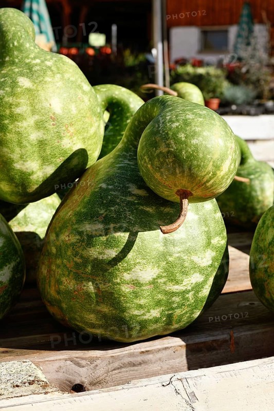 Green Kalebasse 'Speckled Swan' gooseneck gourd