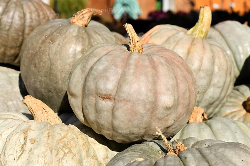 Queensland Blue pumpkins at autumn market