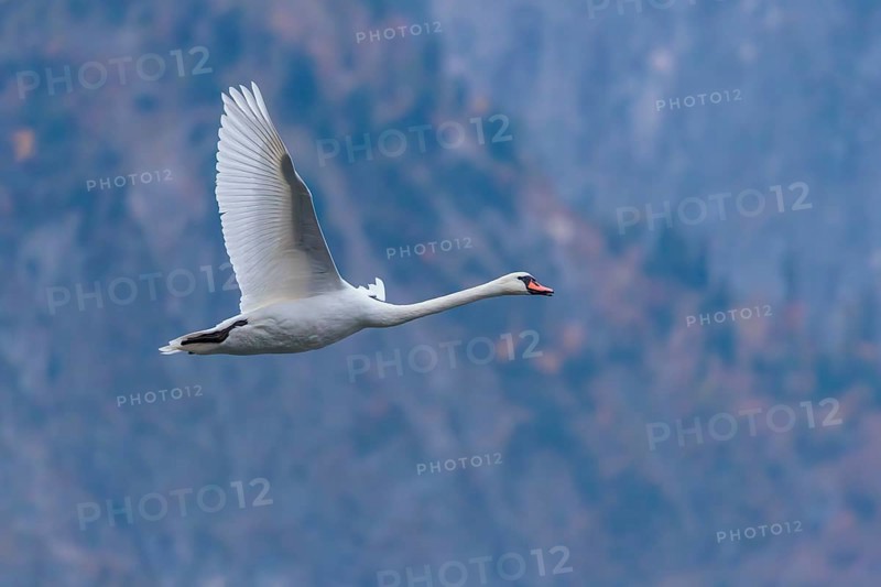 A mute swan (Cygnus olor) flies over a lake. In the background, a mountain forest can be seen in autumnal colors. Upper Austria
