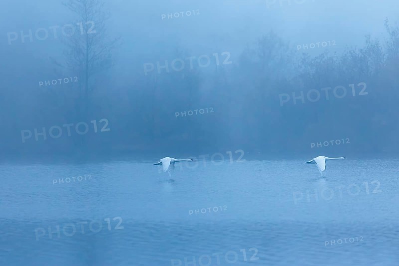 Two mute swans (Cygnus olor) fly over a lake on a cold and foggy morning. In the background, a forest is barely visible. Upper Austria