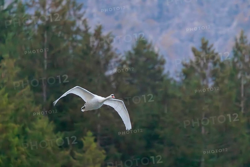 A mute swan (Cygnus olor) flies over a lake. A forest can be seen in the background. Upper Austria