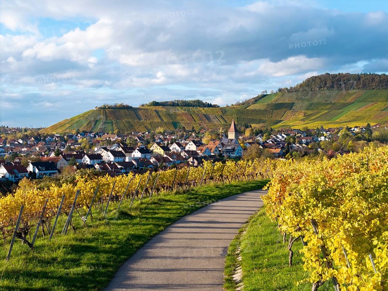 Path through vineyards leads to a village surrounded by hills under cloudy sky, autumn, Korb-Steinreinach im Remstal, Baden-Württemberg, Germany