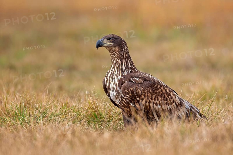 White-tailed eagle (Haliaeetus albicilla) young bird hunting, foraging on the ground, hunting, fleeing, bird of prey, water-rich landscape, Saxony-Anhalt, Germany