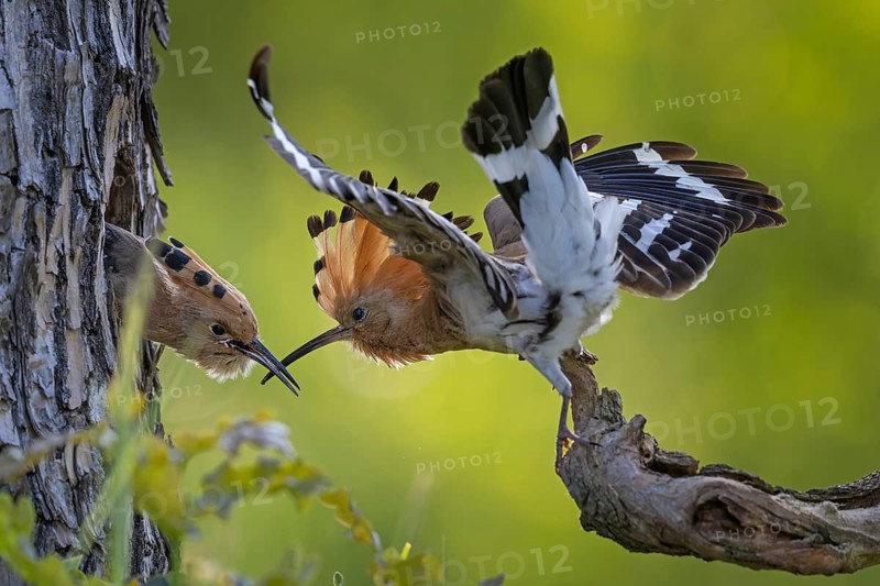 Hoopoe (Upupa epops) bird of the year 2022, male with food, prey, foraging, food for the young birds, raised bonnet, sunrise, interaction, brood cave, nest, young bird begging for food, flying, approaching, wings, climate change, Middle Elbe biosphere reserve, Saxony-Anhalt, Germany