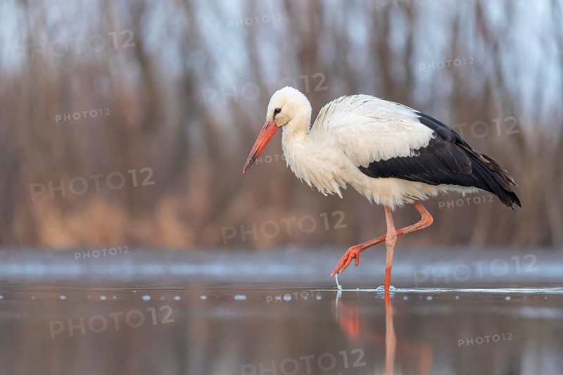 White stork (Ciconia ciconia) rattles' stork, hunting, fishing, foraging, sunrise, night, hunting scene, shallow water zone, shore zone, reed belt, morning light, Kiskunsag National Park, Hungary