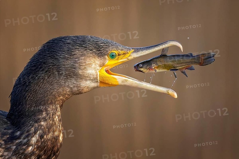 Cormorant (Phalacrocorax carbo) with catfish as prey, hunting, fishing, successful, black dwarf catfish (Ameiurus melas), eating, invasive species, hunting scene, sunrise, morning light, Kiskunsag National Park, Hungary