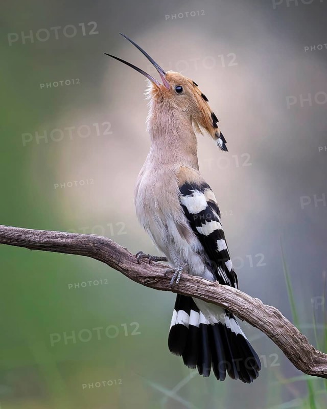 Hoopoe (Upupa epops) bird of the year 2022, male during courtship, calling, bridal gift, prey, foraging, interaction, landing on branch, raised bonnet, sunrise, interaction, food delivery, climate change, Middle Elbe biosphere reserve, Saxony-Anhalt, Germany