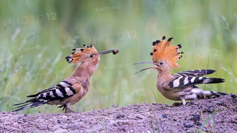 Hoopoe (Upupa epops) bird of the year 2022, male with food for the female, bridal gift, prey, foraging, pairing, mating, bonnet, sunrise, interaction, on the ground, delivery of food, sandhills, sand bathing, climate change, Middle Elbe biosphere reserve, Saxony-Anhalt, Germany