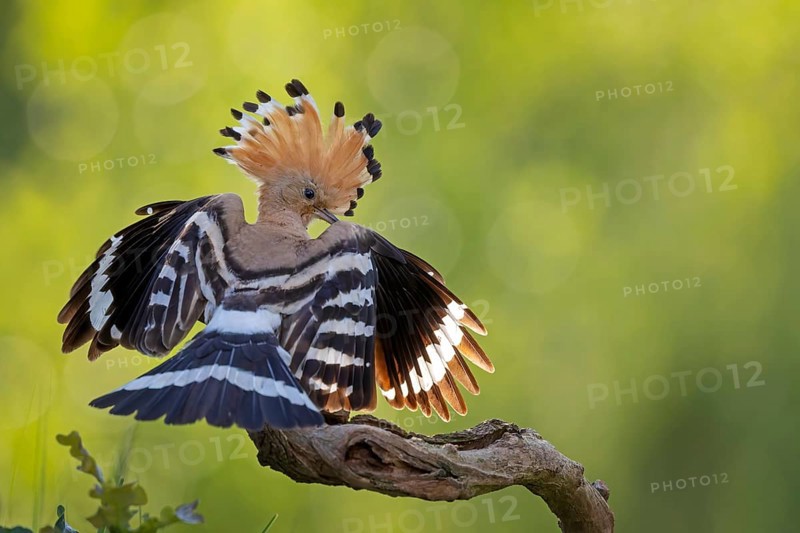 Hoopoe (Upupa epops) bird of the year 2022, male, bridal gift, prey, foraging, interaction, landing on branch, raised bonnet, sunrise, interaction, food delivery, climate change, Middle Elbe Biosphere Reserve, Saxony-Anhalt, Germany