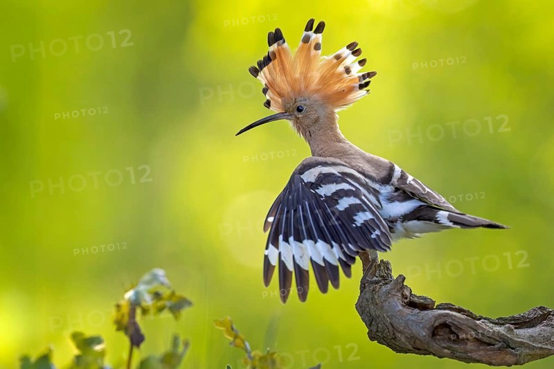 Hoopoe (Upupa epops) bird of the year 2022, male, bridal gift, prey, foraging, interaction, landing on branch, bonnet, sunrise, interaction, on the ground, delivery of food, sandhill, sand bathing, climate change, Middle Elbe biosphere reserve, Saxony-Anhalt, Germany