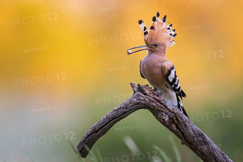Hoopoe (Upupa epops) bird of the year 2022, male with food for the female or young birds, sand lizard egg, bridal gift, prey, foraging, interaction, landing on branch, raised bonnet, sunrise, interaction, delivery of food, climate change, Middle Elbe biosphere reserve, Saxony-Anhalt, Germany