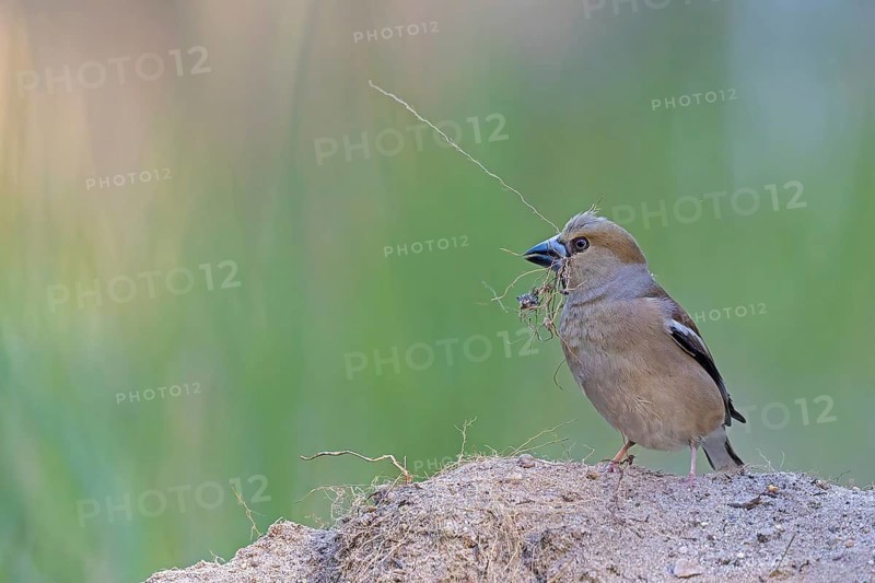 Heartbite (Coccothraustes coccothraustes) female, finch bird, collecting nesting material, nest building, magnificent dress, breeding dress, on the ground, Middle Elbe Biosphere Reserve, Saxony-Anhalt, Germany