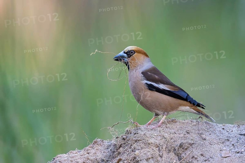 Heartbite (Coccothraustes coccothraustes) male, finch bird, collecting nesting material, nest building, magnificent dress, breeding dress, on the ground, Middle Elbe Biosphere Reserve, Saxony-Anhalt, Germany