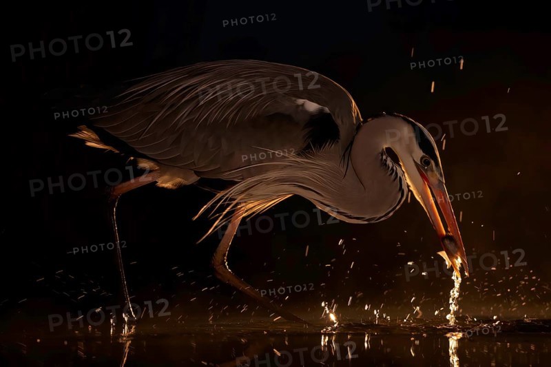 Grey heron (Ardea cinerea), heron, hunting, fishing, with white fish as prey, sunrise, night view, back light, hunting scene, shallow water zone, shore zone, reed belt, morning light, Kiskunsag National Park, Hungary