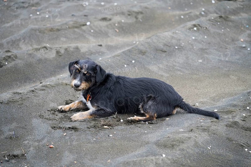 A black dog is lying relaxed on sandy soil on the beach, mixed breed dachshund, beach with magnetic sand, magnetite, ureki, Guria region, Georgia