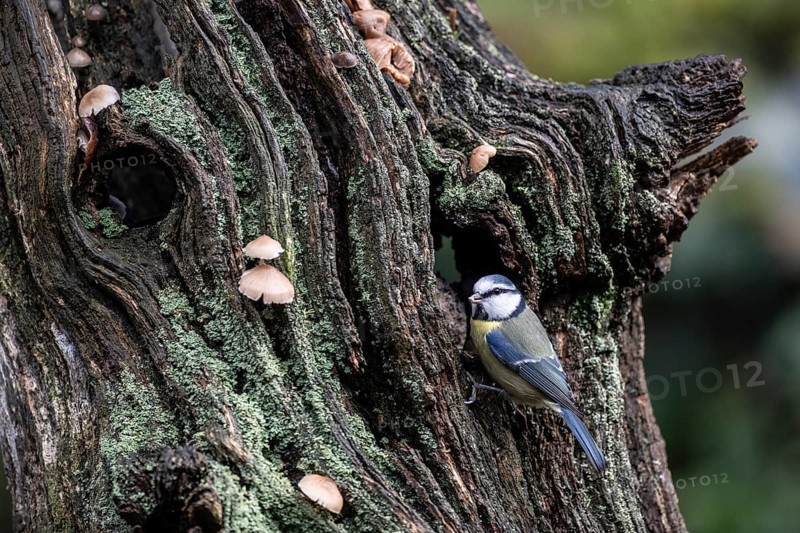 Blue tit (Parus caerulea), Emsland, Lower Saxony, Germany