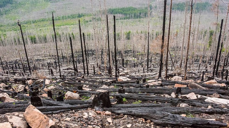 Burnt forest, lying and standing charred trees and tree stumps, gloomy, barren, forest fire area on Königsberg, spruce monoculture, common spruce (Picea abies), also common spruce, red spruce, fallen over, forest rejuvenation, forest dying, dead wood, rock, drought, heat, climate change, impact, climate disaster, bare, view on the journey the Harzer Schmalspurbahn, Brockenbahn, low mountain ranges, nature reserve, Harz National Park, Ostharz, Harz district, Saxony-Anhalt, Germany