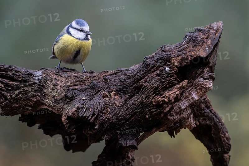 Blue tit (Parus caerulea), Emsland, Lower Saxony, Germany