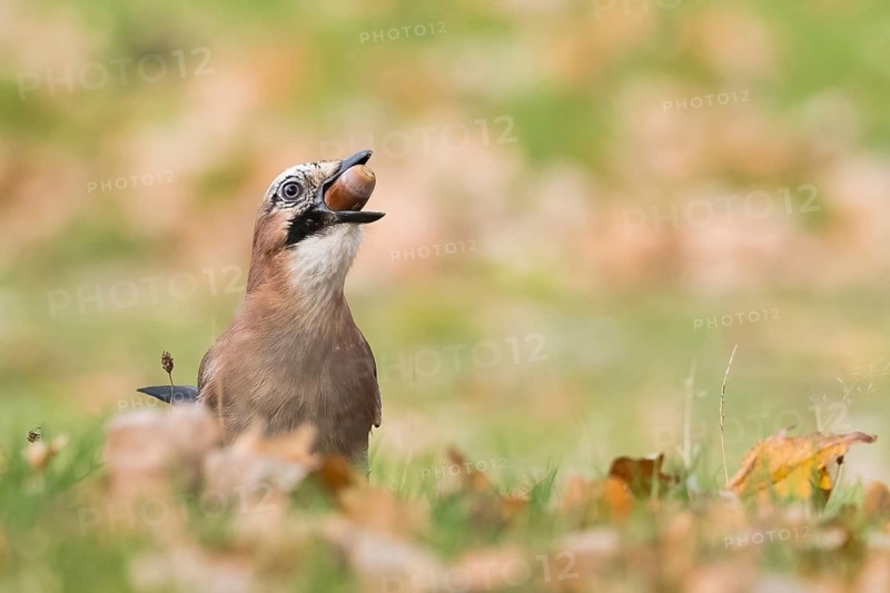 A jay (Garrulus glandarius) keeps an acorn in its beak and stands in an autumn meadow, Hesse, Germany