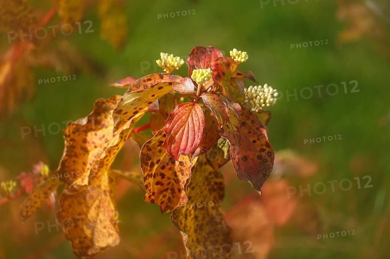 Blood-red dogwood (Cornus sanguinea), branch with buds, alienation, North Rhine-Westphalia, Germany