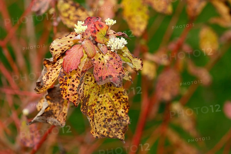 Blood-red dogwood (Cornus sanguinea), branches with buds, North Rhine-Westphalia, Germany