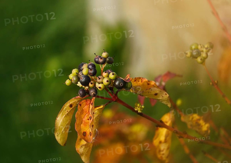 Blood-red dogwood or red dogwood (Cornus sanguinea), branch with berries in autumn, alienation, North Rhine-Westphalia, Germany