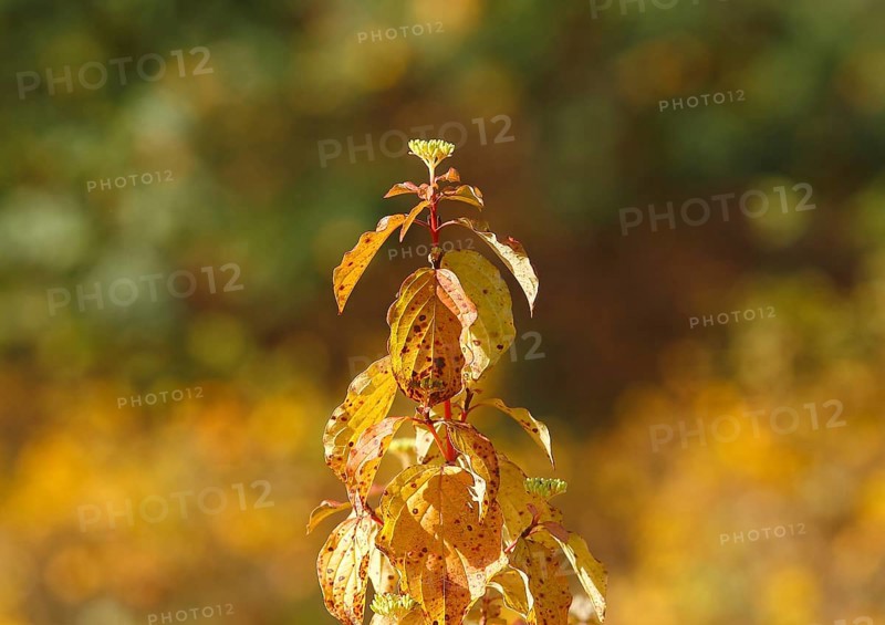 Blood-red dogwood (Cornus sanguinea), branch with buds, North Rhine-Westphalia, Germany