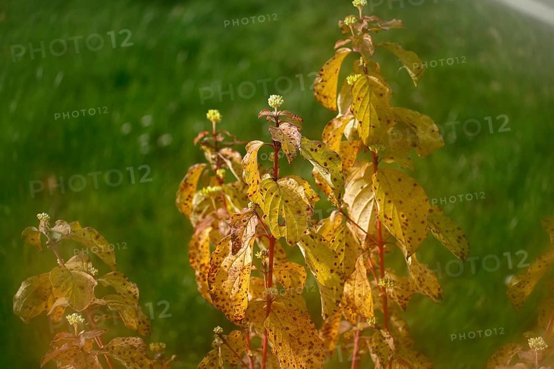 Blood-red dogwood (Cornus sanguinea), branches with buds, alienation, North Rhine-Westphalia, Germany