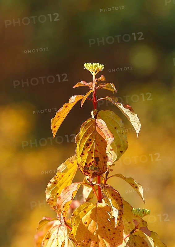 Blood-red dogwood (Cornus sanguinea), branch with buds, North Rhine-Westphalia, Germany