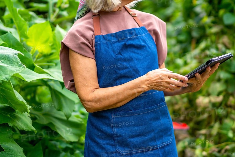Senior woman farmer wearing an apron, researching new agriculture technologies on a tablet, managing crops in a garden, and embracing modern farming methods