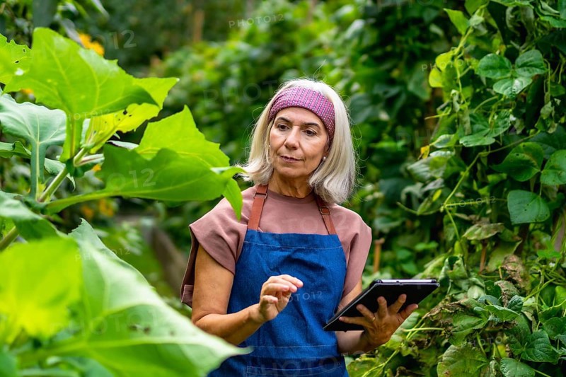 Senior woman wearing an apron examining plants in a lush organic garden, actively using a digital tablet for modern agriculture and sustainable farming practices