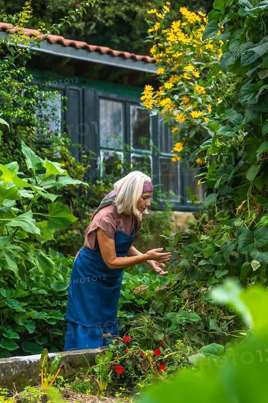 Senior woman in apron and headscarf tending lush green plants in her backyard garden, carefully inspecting foliage and enjoying peaceful, healthy outdoor hobby and leisure time