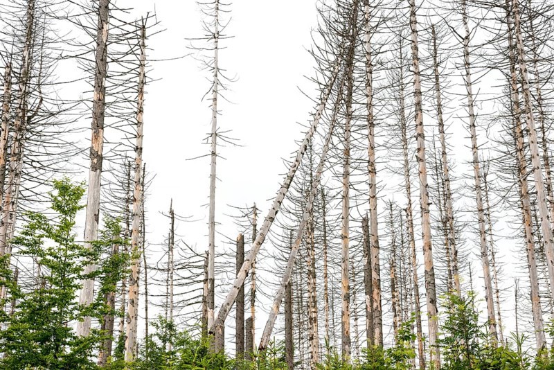 Dead trees and tree stumps in a barren forest, straight, bare, partly crooked, fallen, dead tree trunks, common spruce (Picea abies) against a bright sky, spruce monoculture, forest, dead wood, forest rejuvenation, tree death, forest death due to drought, bark beetle infestation and climate change, climate disaster, drought, low mountain ranges, nature reserve, spruce dying, forest conversion, nature reserve, Harz National Park, Upper Harz near St. Andreasberg, Braunlage, Goslar district, Germany
