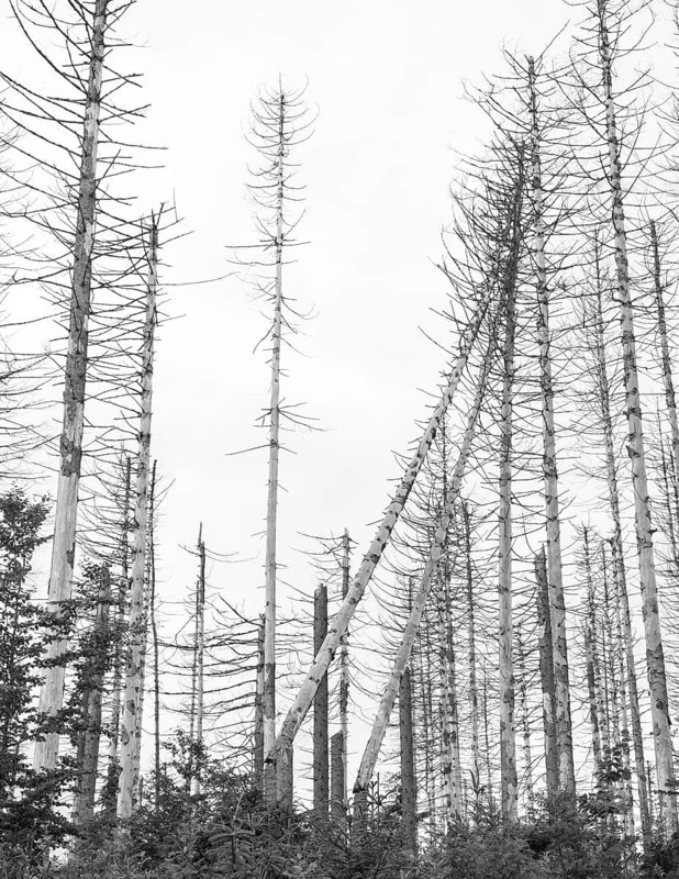 Black and white image, dead trees and tree stumps in a barren forest, straight, bare, partly crooked, fallen, dead tree trunks, common spruce (Picea abies) against a bright sky, forest, dead wood, forest rejuvenation, natural rejuvenation, tree death, forest death due to drought, bark beetle infestation and climate change, climate disaster, drought, low mountains, nature reserve, fire Death of trees, forest conversion, nature reserve, Harz National Park, Upper Harz near St. Andreasberg, Braunlage, district of Goslar, Germany