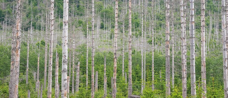 Dead trees, bare, straight trunks, tree trunks, common spruce (Picea abies) in light skies, forest, dead wood, forest rejuvenation, tree death, forest death due to drought, bark beetle infestation and climate change, climate disaster, drought, low mountain ranges, nature reserve, spruce dying, forest conversion, nature reserve, Harz National Park, Upper Harz near St. Andreasberg, Braunlage, Goslar District, Germany