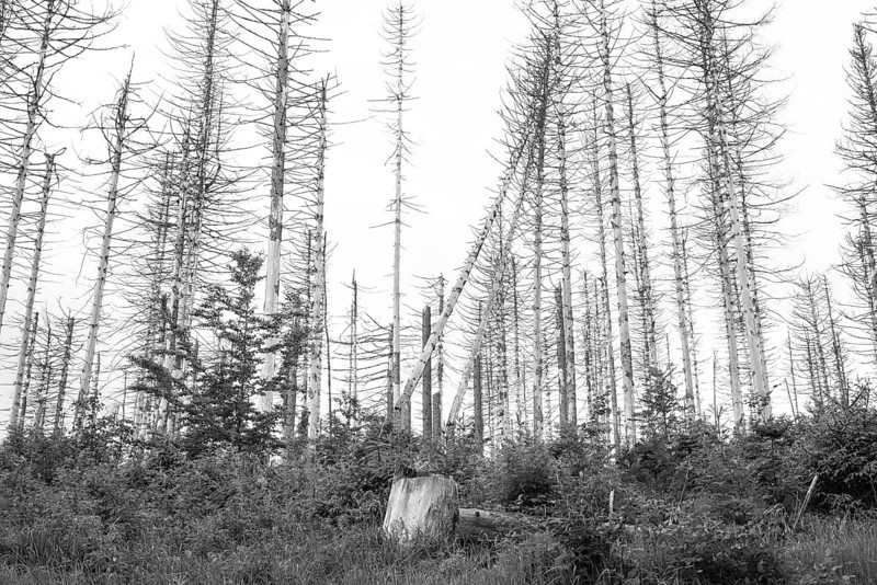 Black and white image, dead trees and tree stumps in a barren forest, straight, bare, partly crooked, fallen, dead tree trunks, common spruce (Picea abies) against a bright sky, forest, dead wood, forest rejuvenation, natural rejuvenation, tree death, forest death due to drought, bark beetle infestation and climate change, climate disaster, drought, low mountains, nature reserve, fire Death of trees, forest conversion, nature reserve, Harz National Park, Upper Harz near St. Andreasberg, Braunlage, district of Goslar, Germany