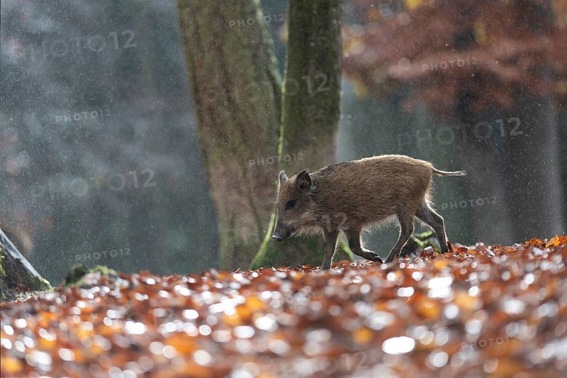Wild boar newbie in the rain, Daun, Rhineland-Palatinate, Germany