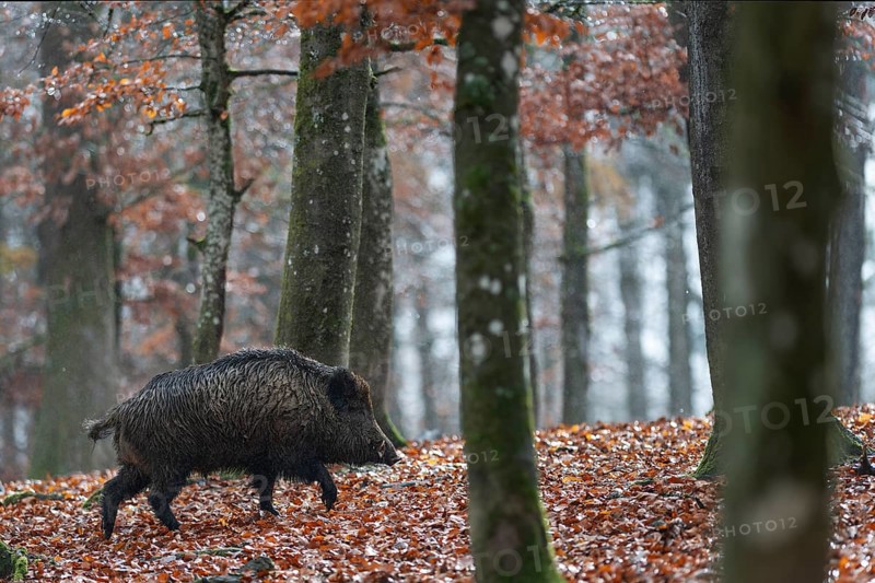 Strong boar in rain, Daun, Rhineland-Palatinate, Germany