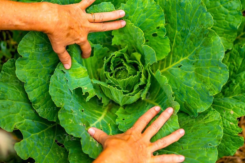 Gardener's hands inspecting a vibrant green cabbage head, illustrating organic farming, fresh produce, and sustainable food practices in a home garden