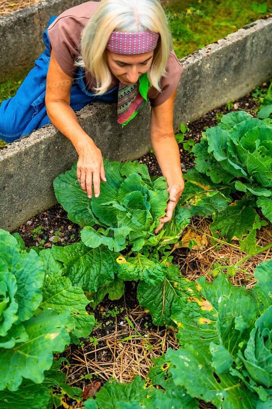 Senior woman with a bandana and an apron kneeling in an outdoor raised bed, reaching down to harvest fresh organic cabbage from her thriving home vegetable garden