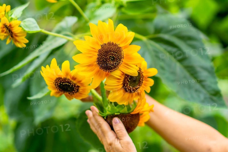Hands gently tending vibrant yellow sunflowers in a lush green garden, capturing growth, warmth, and the joyful serenity of summer gardening and nature care outdoors