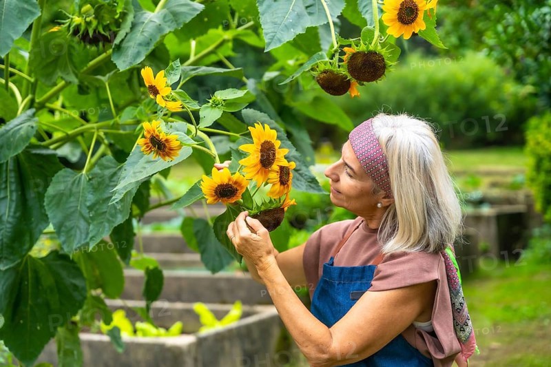 Senior woman tending sunflowers in a vibrant garden, smiling as she inspects blooms and enjoys peaceful outdoor hobby time, sunlight, nature and relaxed retirement well being