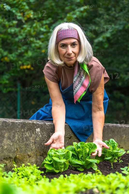 Senior woman harvesting fresh organic lettuce from a raised bed, smiling as she tends her urban garden, embracing sustainable living, healthy food and active retirement