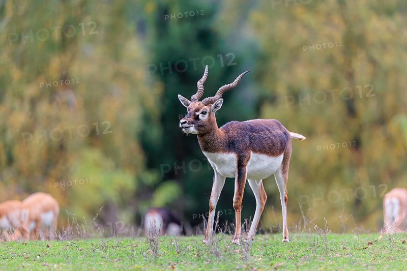 A male blackbuck (Antilope cervicapra) stands on a green meadow on a cloudy day. Some females can be seen in the background. India, Pakistan, Bangladesh