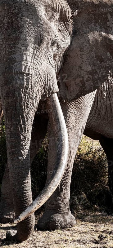 Animal portrait, African elephant (Loxodonta africana), the famous Super Tusker elephant Craig, old male with long tusks, Kajiado County, Kenya