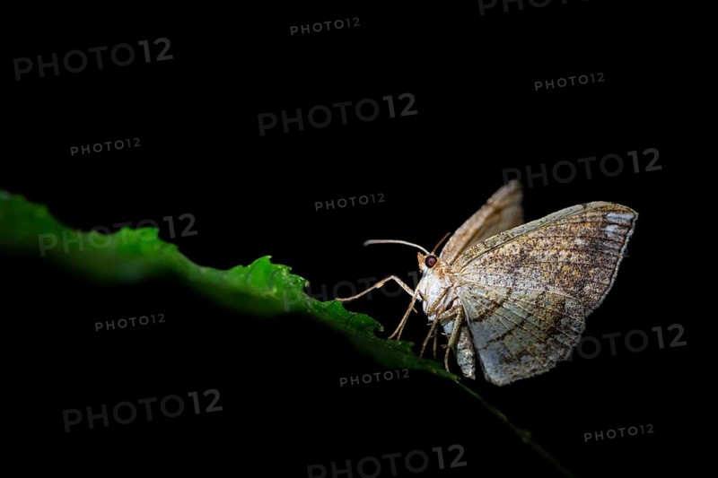 Moths at night in the jungle, Amani Nature Forest Reserve, Eastern Usambara Mountains, Tanga, Tanzania
