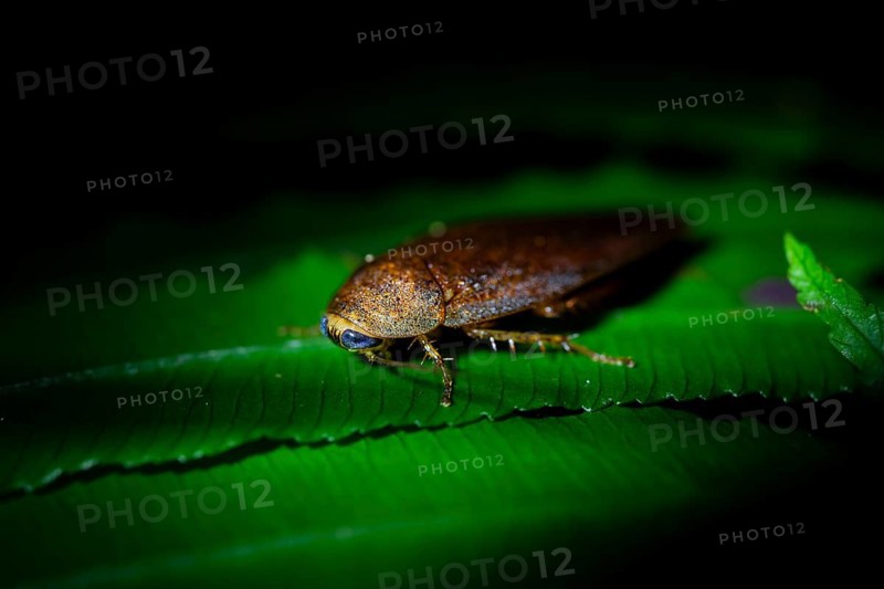 Cockroach (leaf todea) in the jungle, Amani Nature Forest Reserve, Eastern Usambara Mountains, Tanga, Tanzania