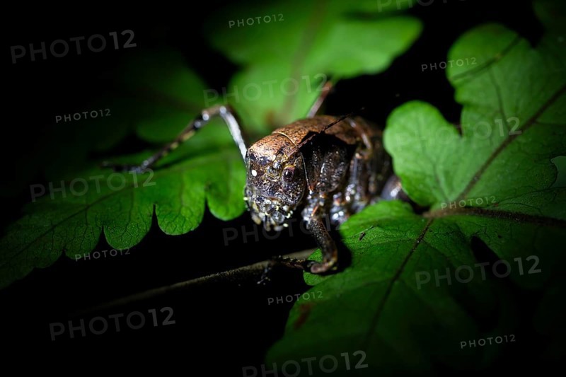 Night view, cricket in the jungle, Amani Nature Forest Reserve, Eastern Usambara Mountains, Tanga, Tanzania